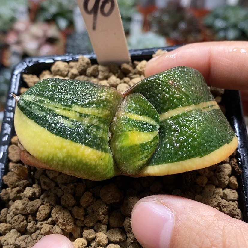 【闪购商品】90卧牛锦