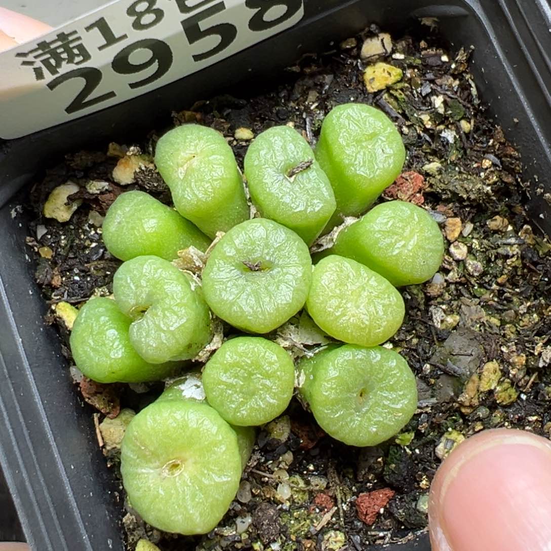 【闪购商品】2958……