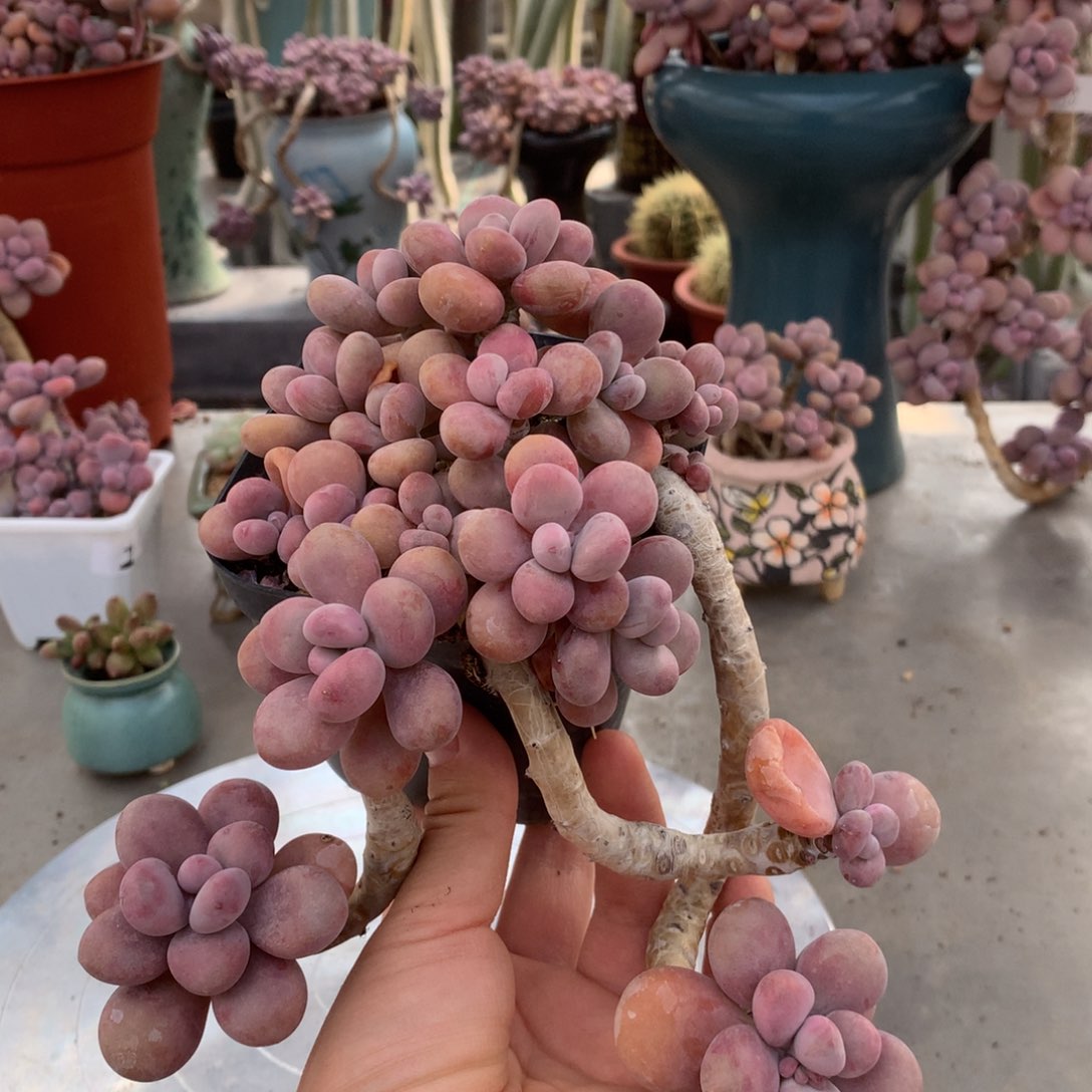 桃蛋老桩3号不带盆