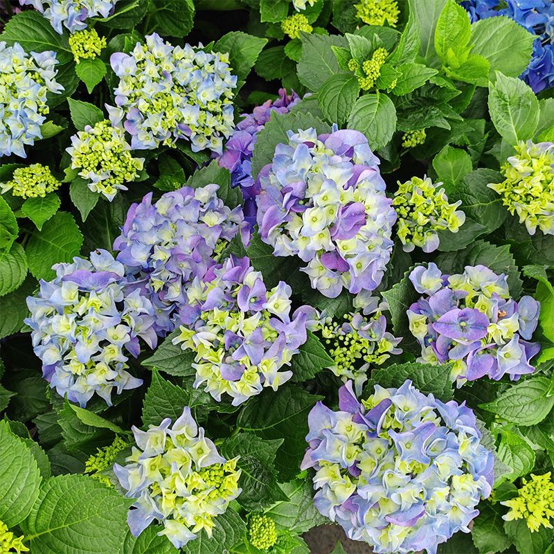 绣球花【随机花色】带花苞发货