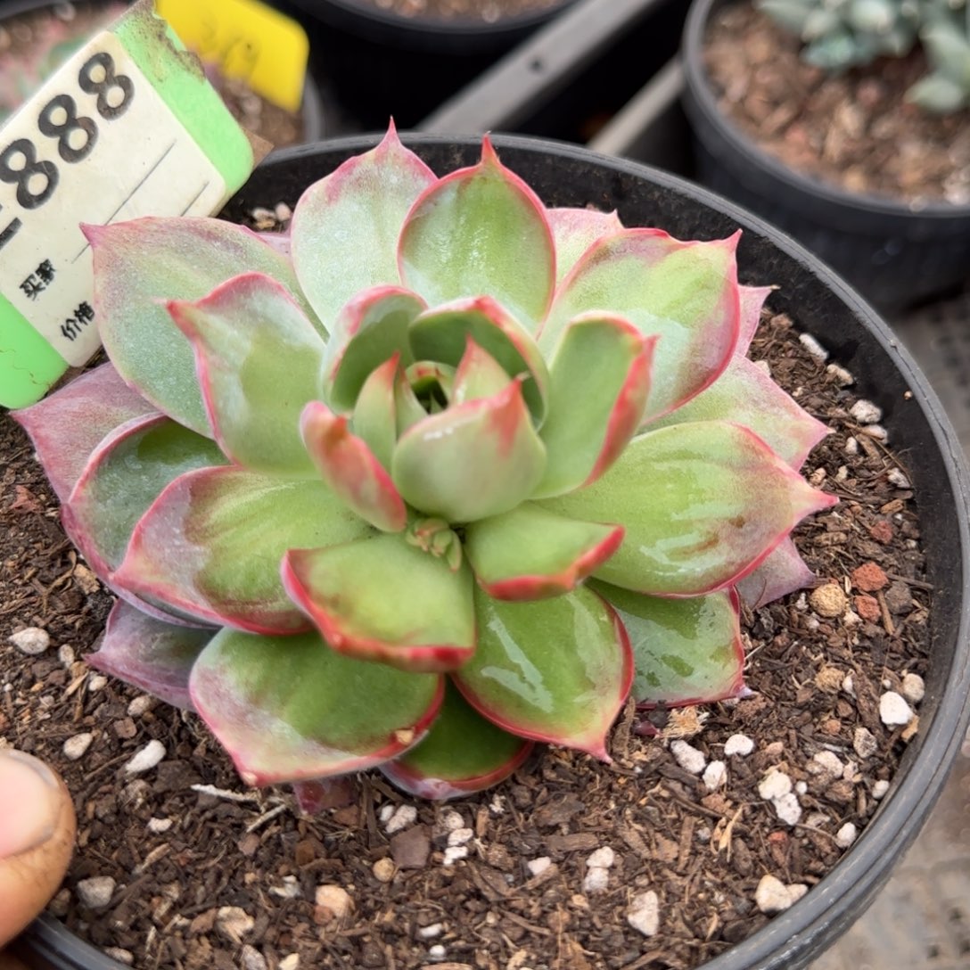 惊鸿一物一拍包装收缩花旱888