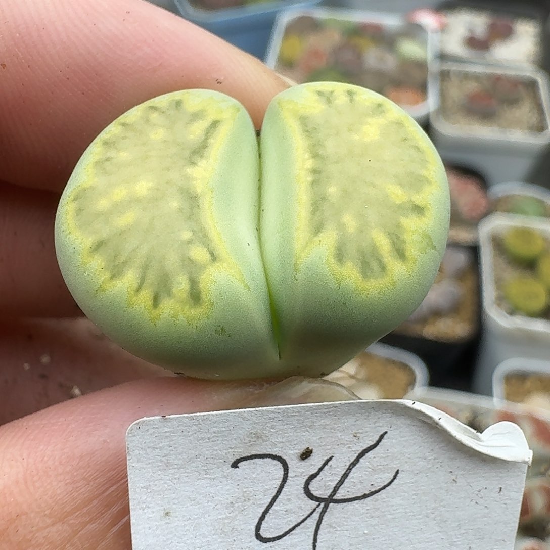 24多肉哈哈哈哈哈哈哈哈