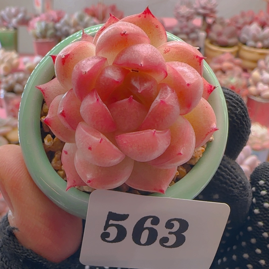包子麦秆563 ，带盆土发货，满38包邮非偏远。