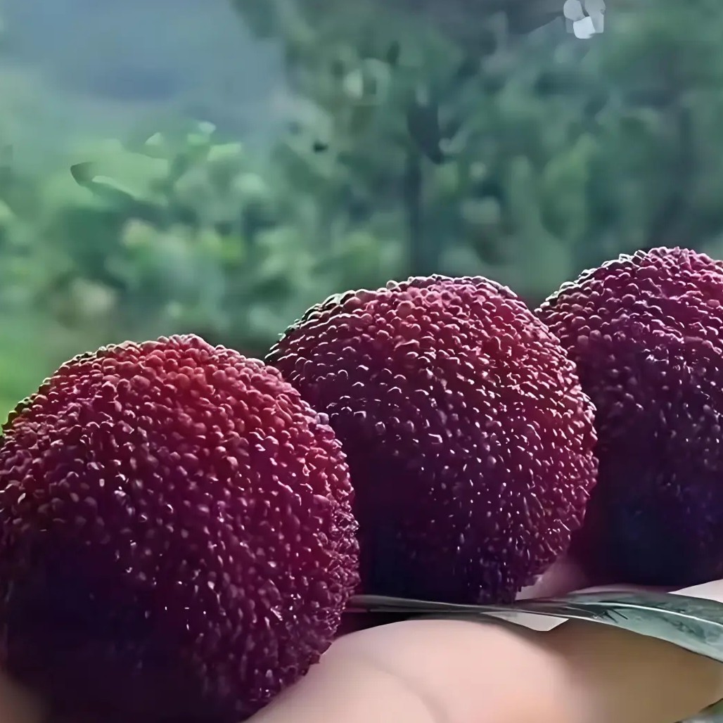 云南仙居杨梅｛1-5斤｝