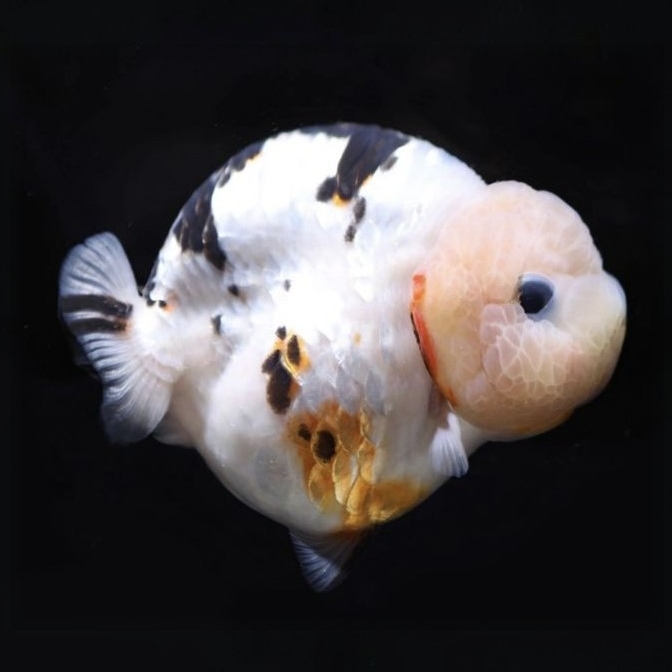 兰寿鱼苗 练手鱼2只 拍开箱视频报损