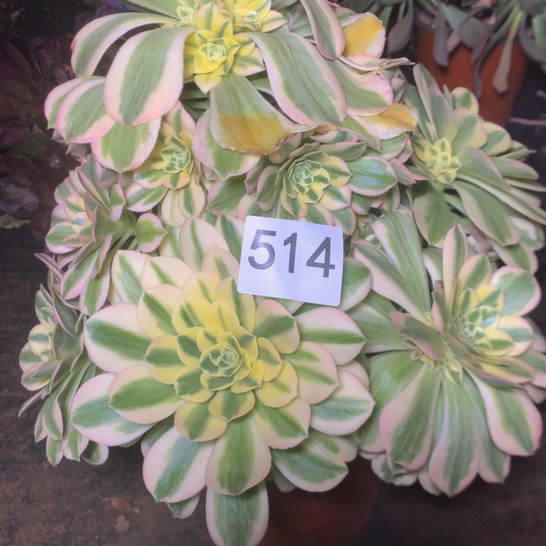 514迈巴多肉植物