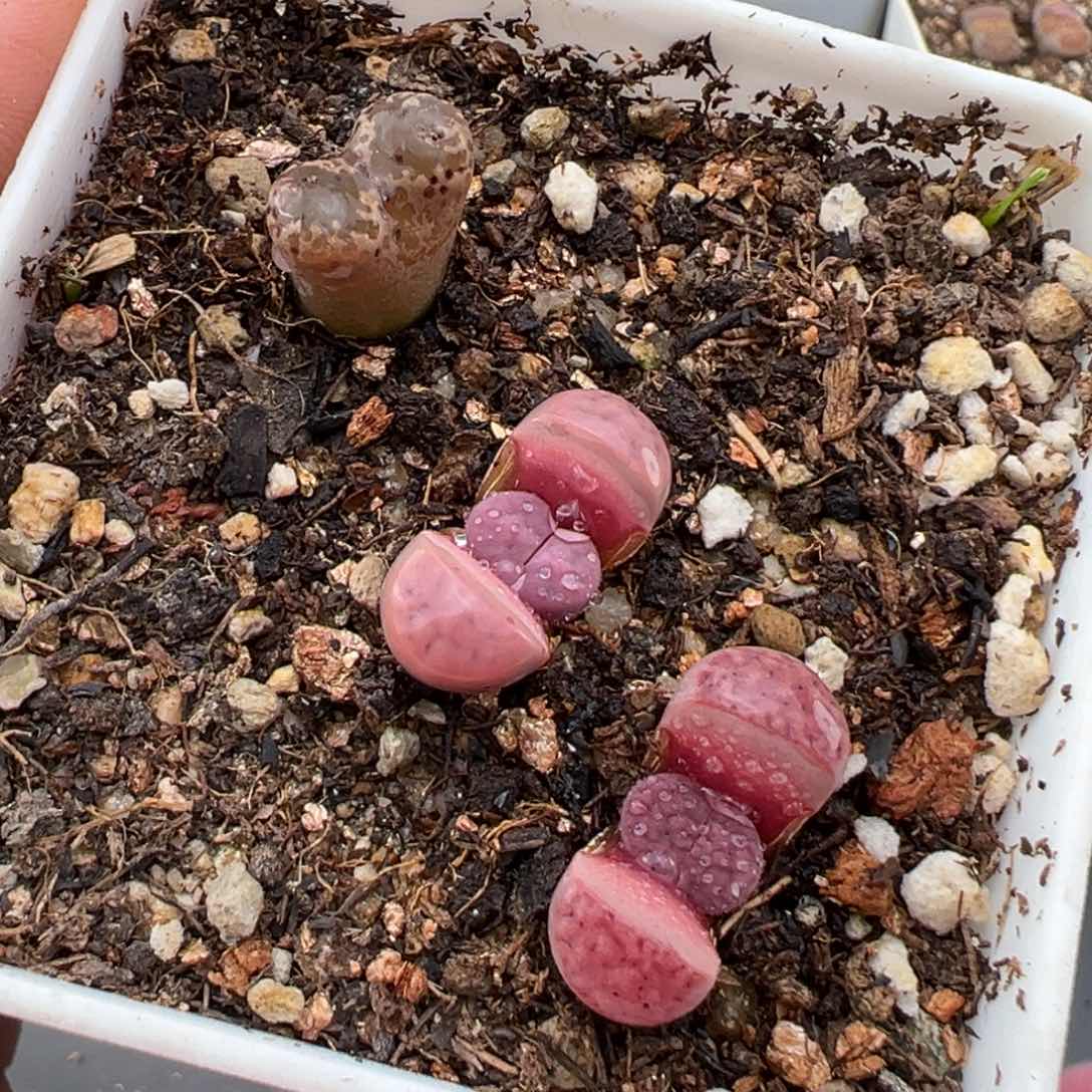 1.26好看的多肉795