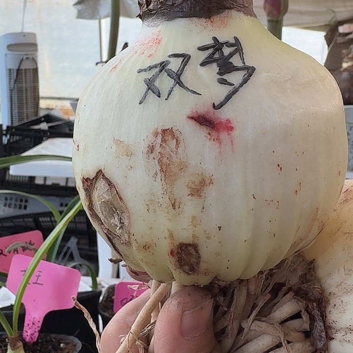 无花朵双梦朱顶红直径8.5