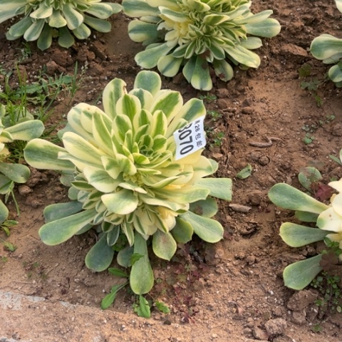 070辛尼亚不包断枝