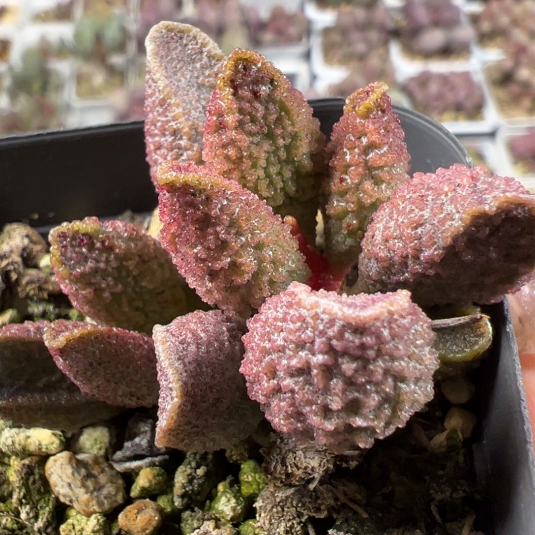 实生新品多头纯木质桩多肉