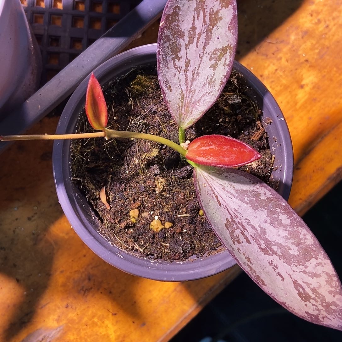 完全开放科琳娜球兰199