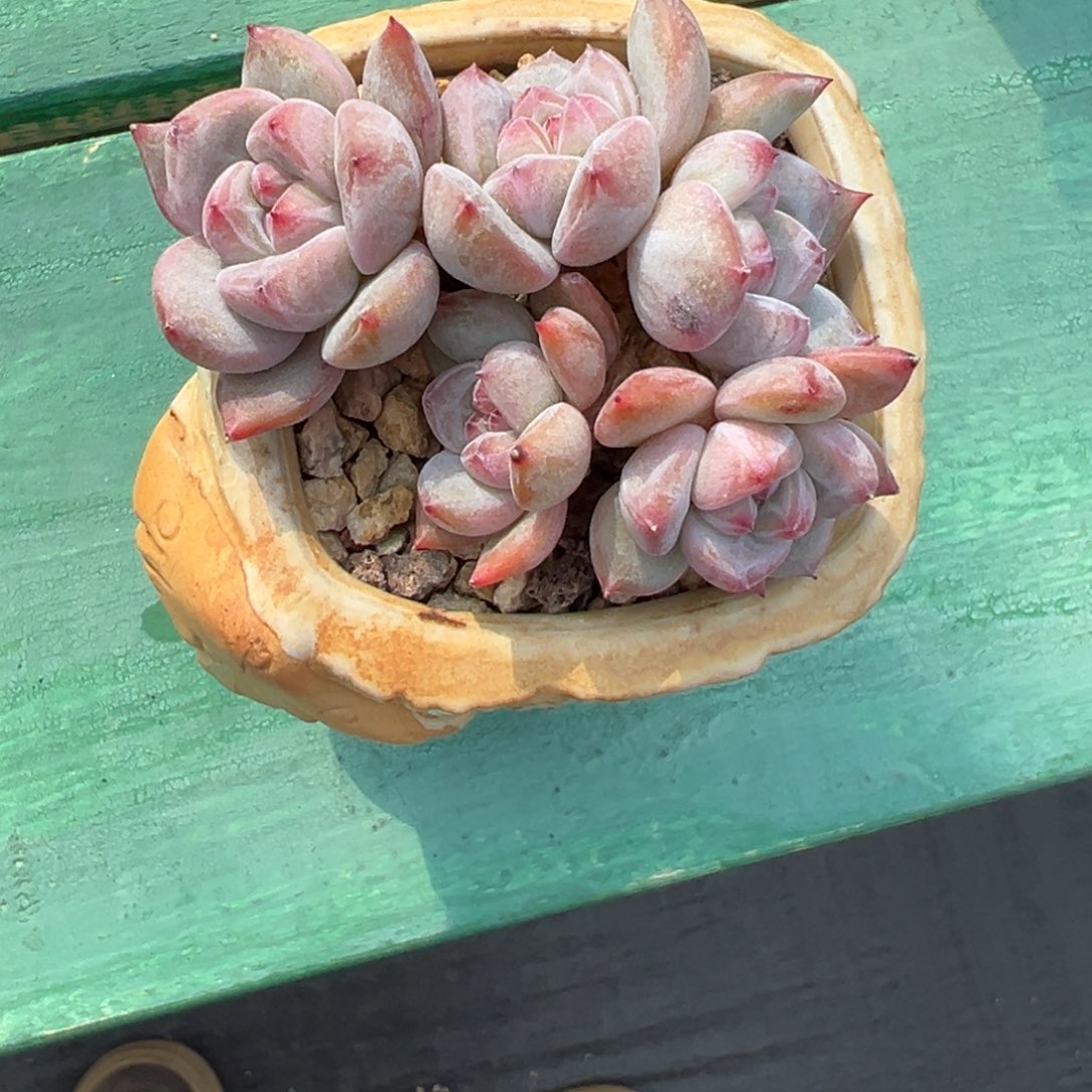 w****?啊石榴籽星影小树福利