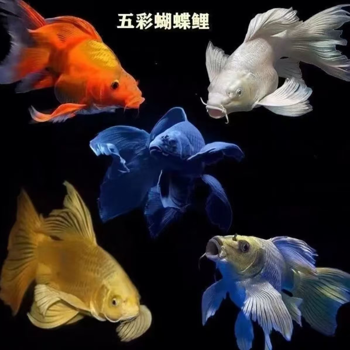 进宝，多彩蝴蝶鲤，短身，球体，墨蝶，直播间马印灯效果。