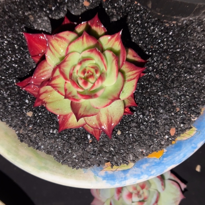 惊鸿仙子多肉植物
