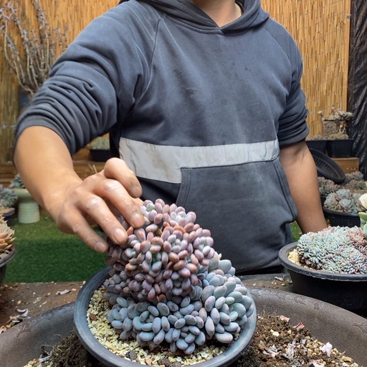 静***静382号香香雪多肉植物