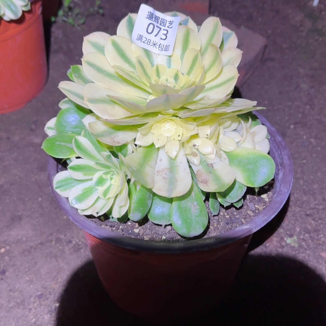 辛尼亚法师多肉073