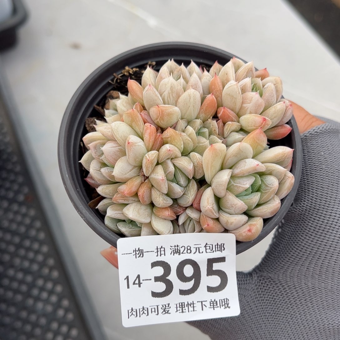 艾莎多肉多肉多肉多肉