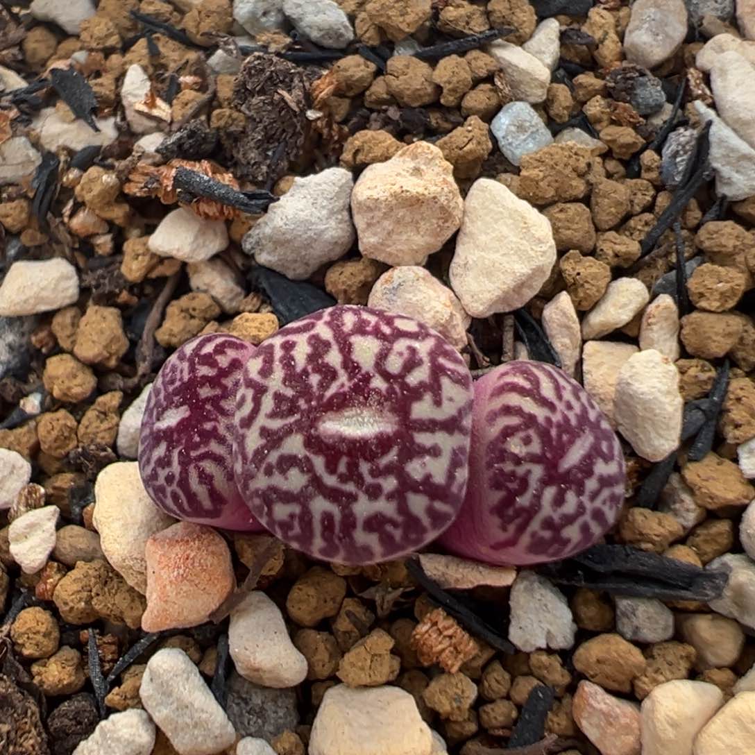 41多肉植物百科知识