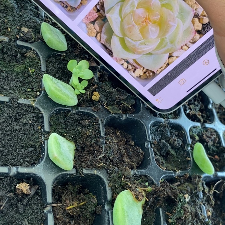 白体钻石珍妮芽苗长腿一个多肉