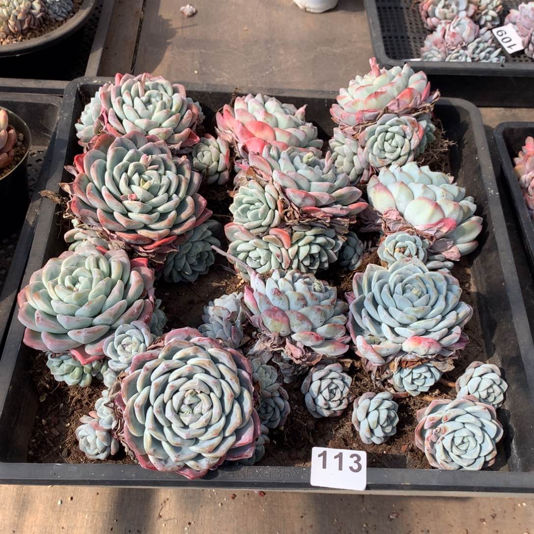 113橙子多肉植物组合