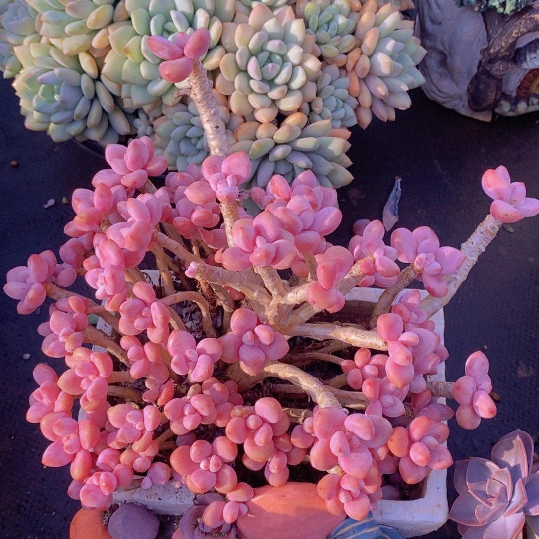 洛神朵缀多肉植物