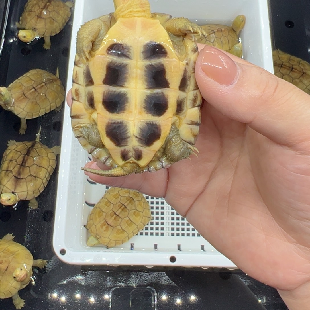 凯***昶绿毛龟母三黄小青龟