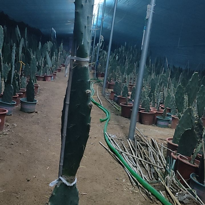 @***1完全开放黄大刺仙人掌三节一颗