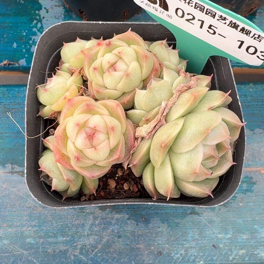 从前慢多肉精选编号0215.103