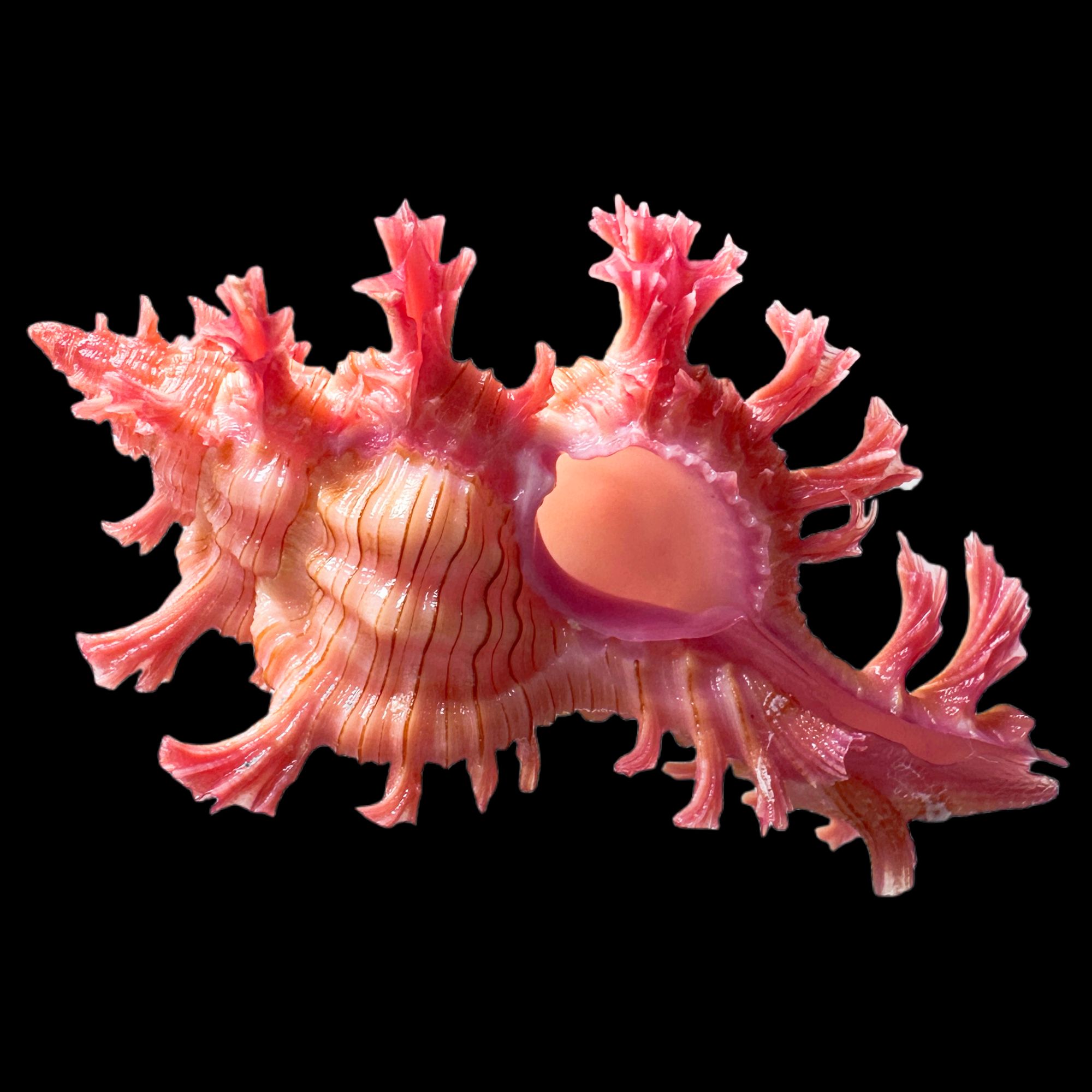 【高贵千手螺】46.2mm GEM 产地：巴拉望 贝壳A7