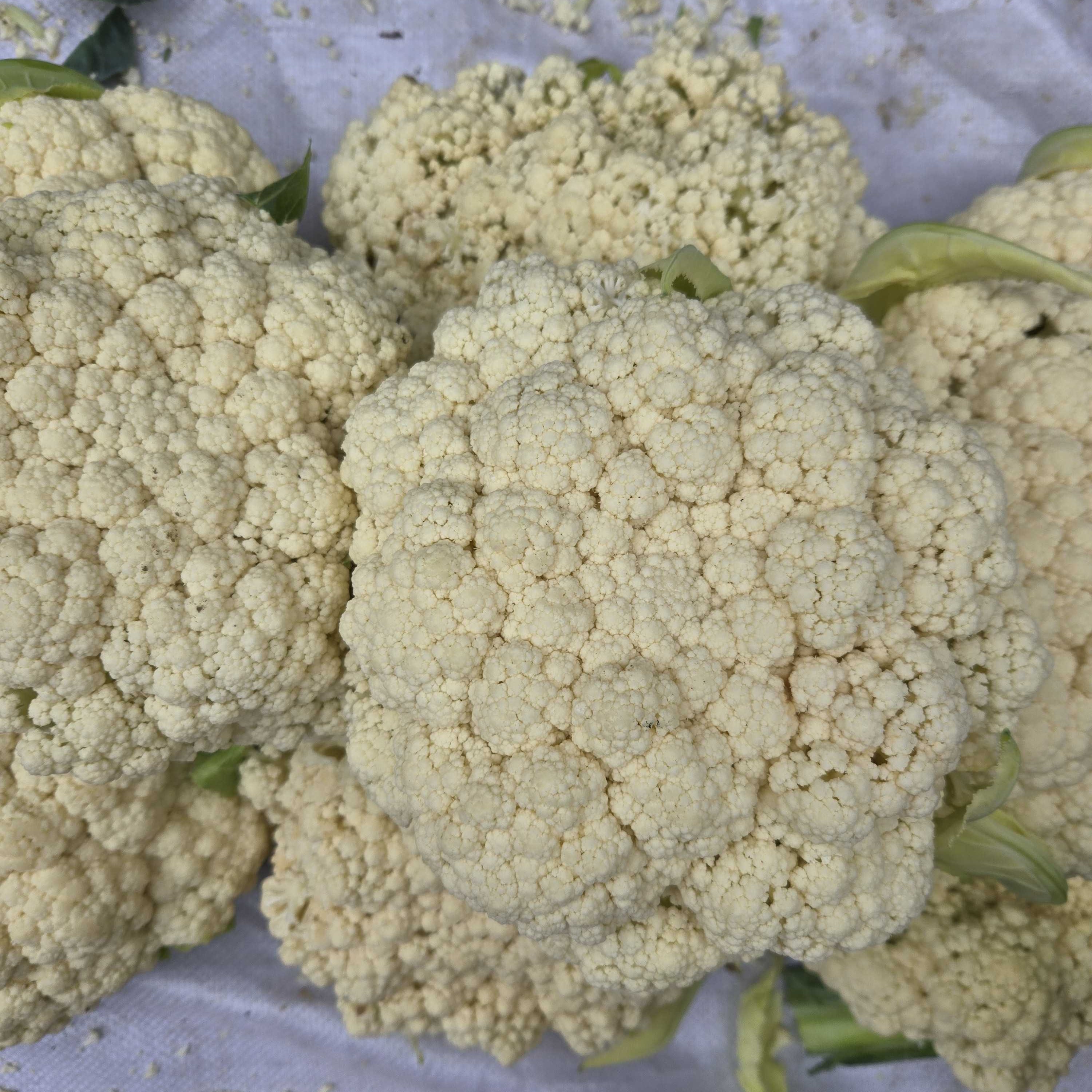 【云南白花菜/】露天种植土特产临时链接1-10000g