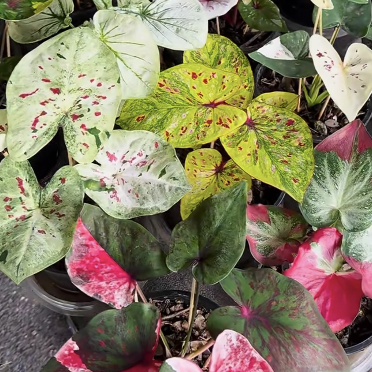 【泰彩元素】加仑盆发货！皴擦渲染热植耐热种球多年生懒人绿植ins风