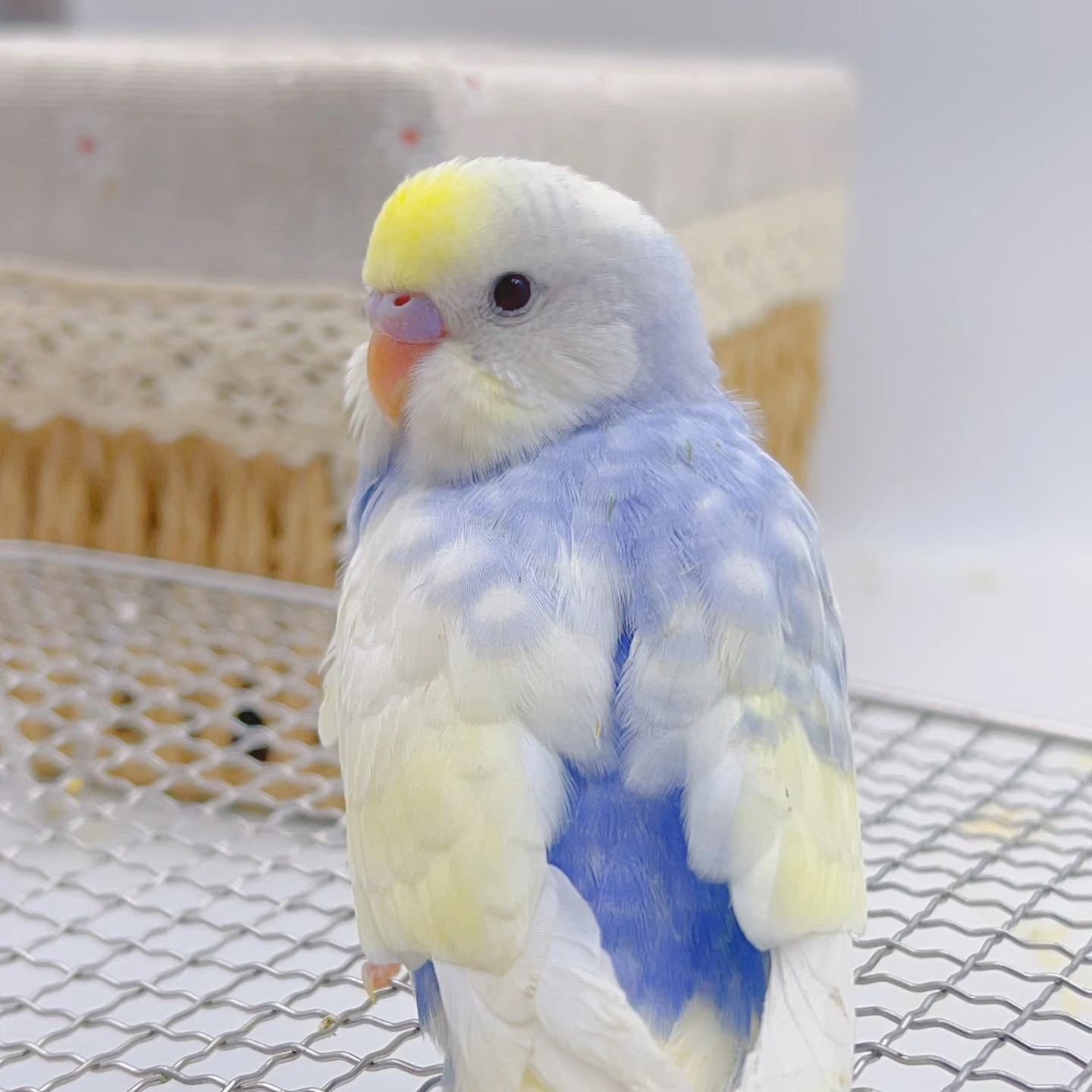 虎皮鹦鹉活鸟手养宠物鸟可上手亲人适合家养