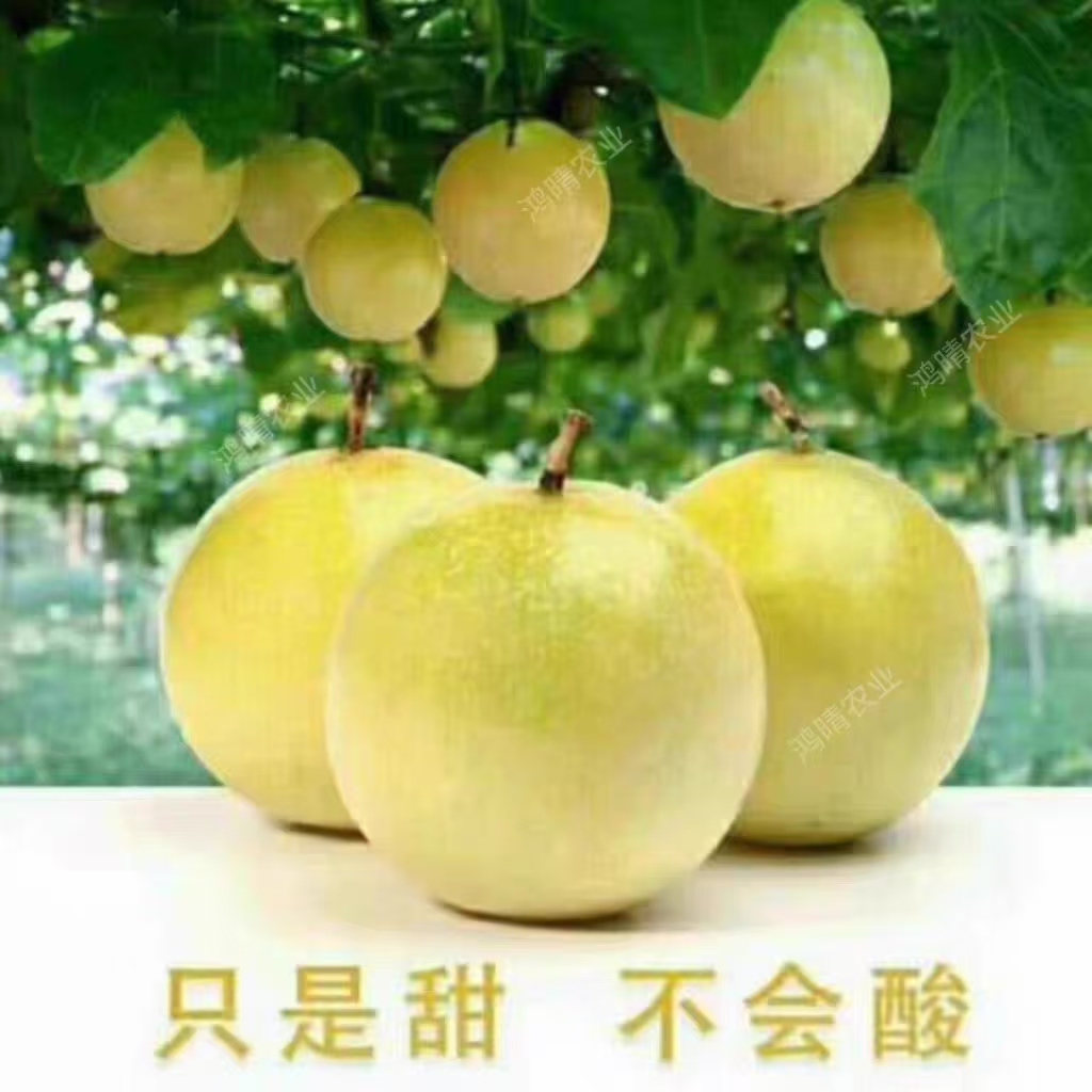 百香果苗钦蜜黄金百香果纯甜嫁接苗四季结果爬藤带土盆栽地栽苗