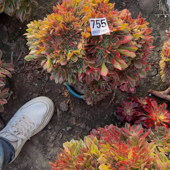 女神花29-33包邮花花