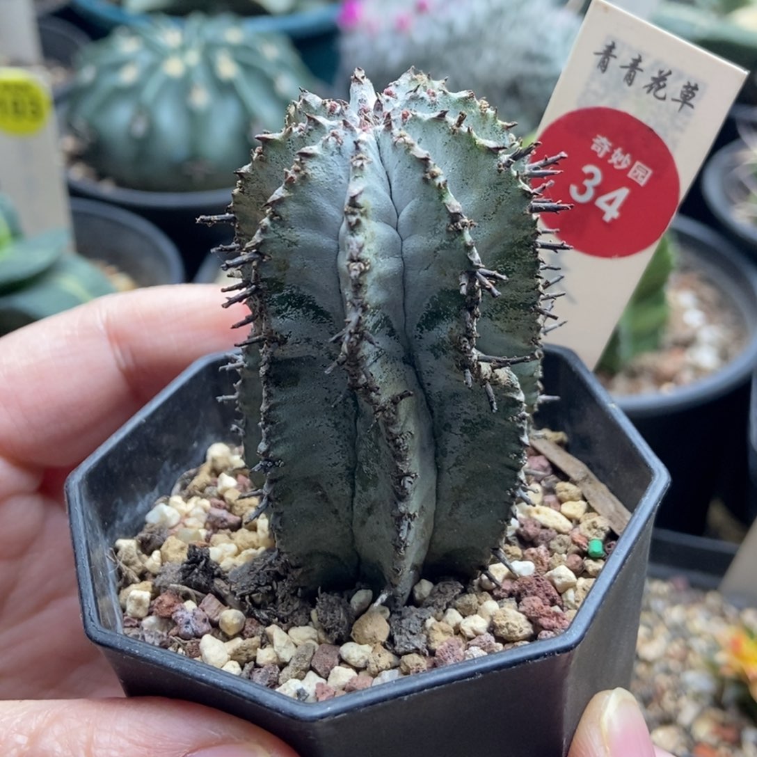 实生白衣魁伟玉3.8cm