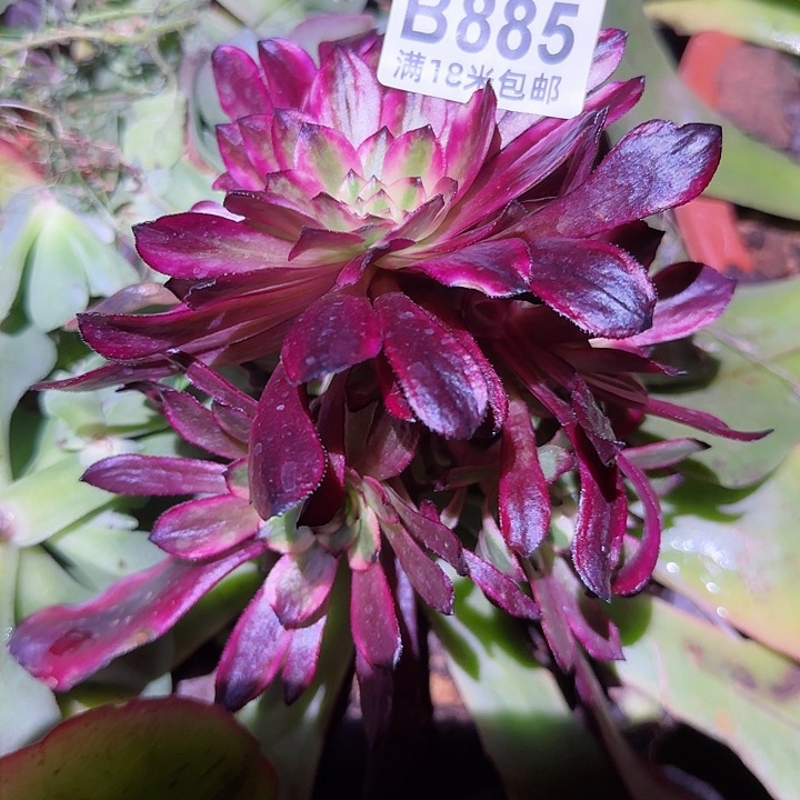 多肉法师美肌缀化