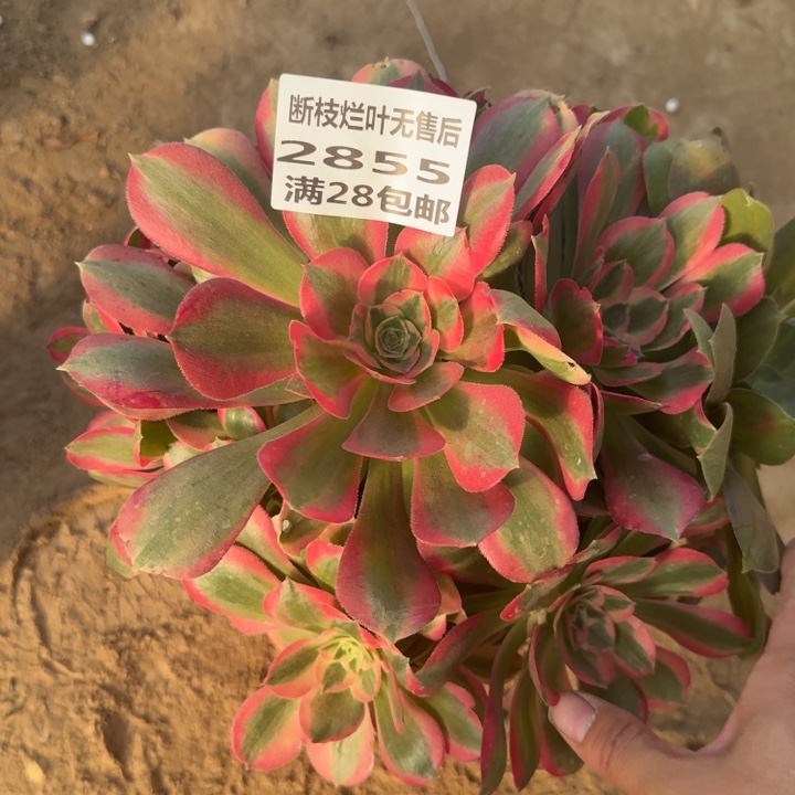 2855一号棚女郎多肉A