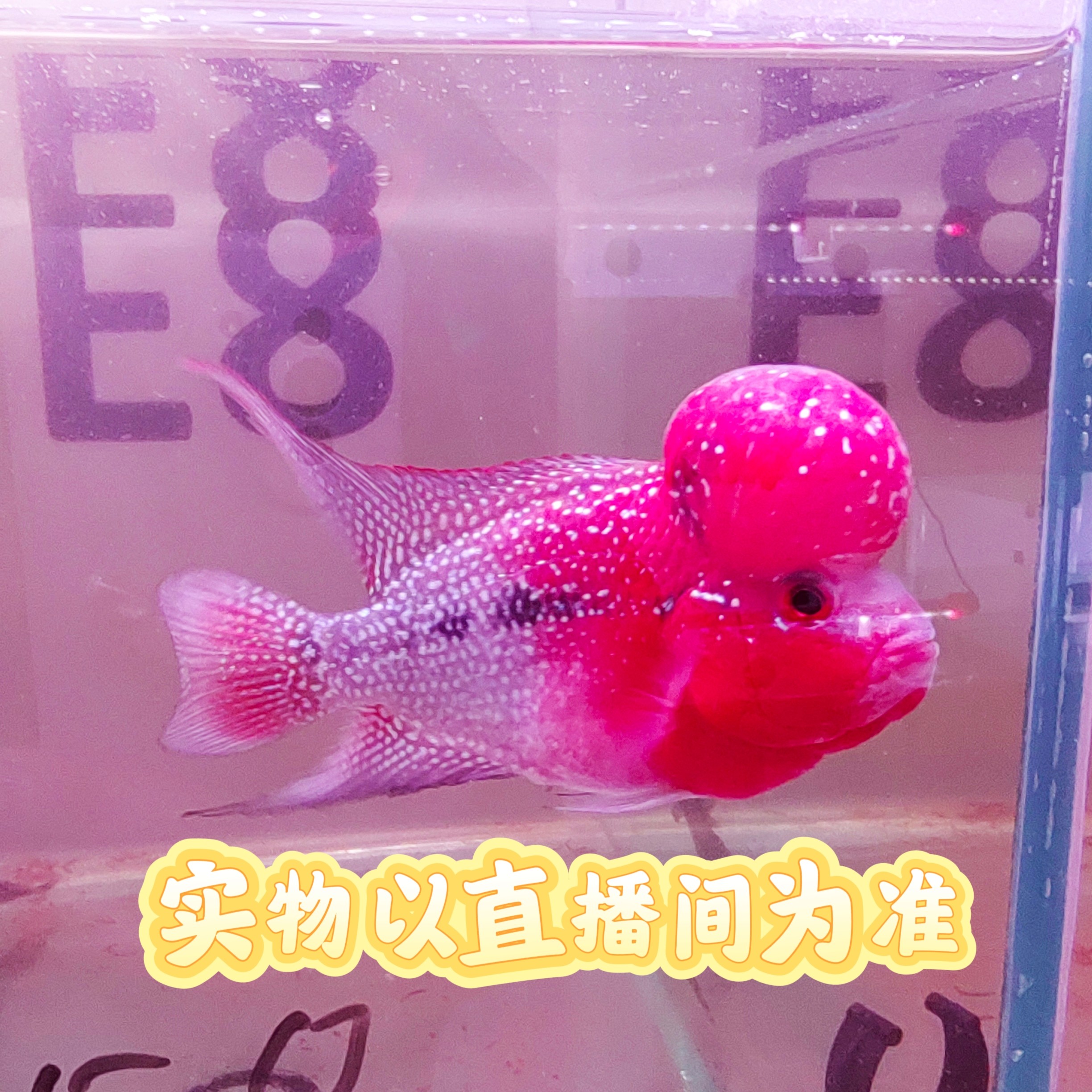 淡水热带罗汉鱼158   包路损以开箱视频为准～