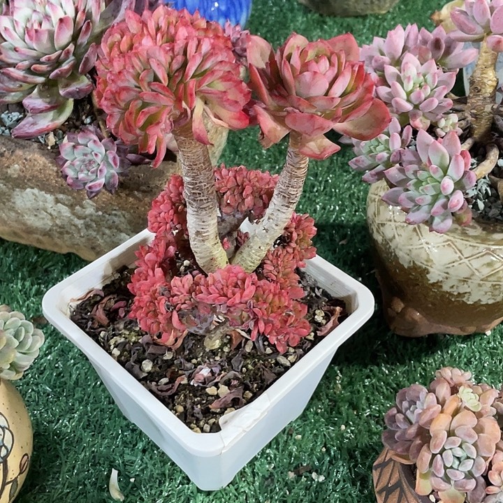 依***～多肉植物，一物一拍
