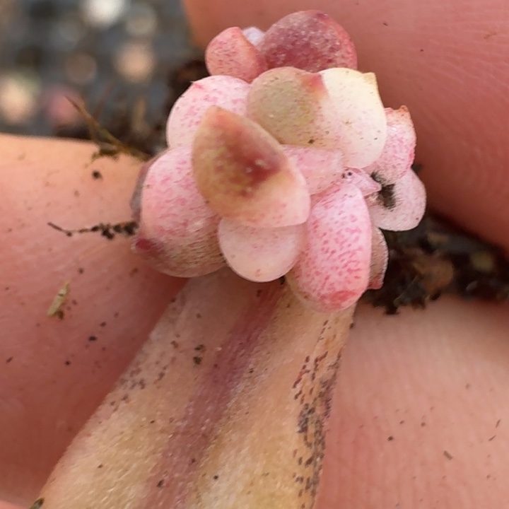 冰月亮锦一物一拍412