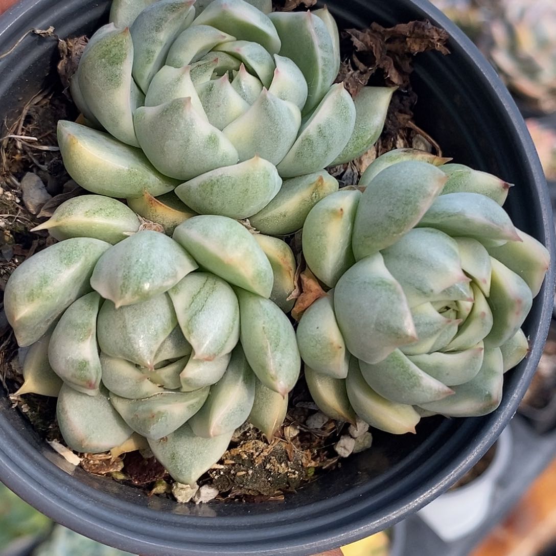 女王锦 小方花圃一物一拍