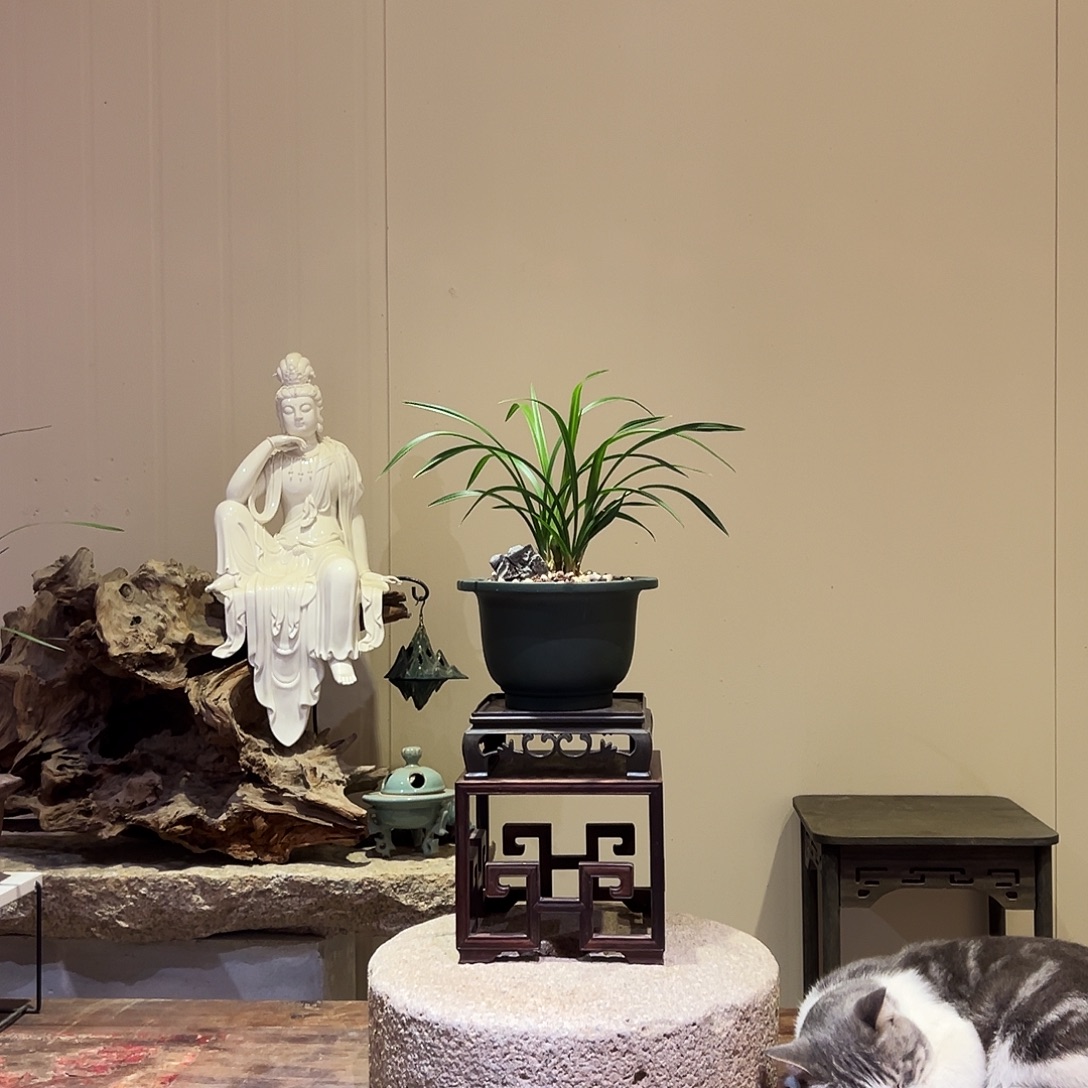 大部分花苞少量开放黄金牡丹