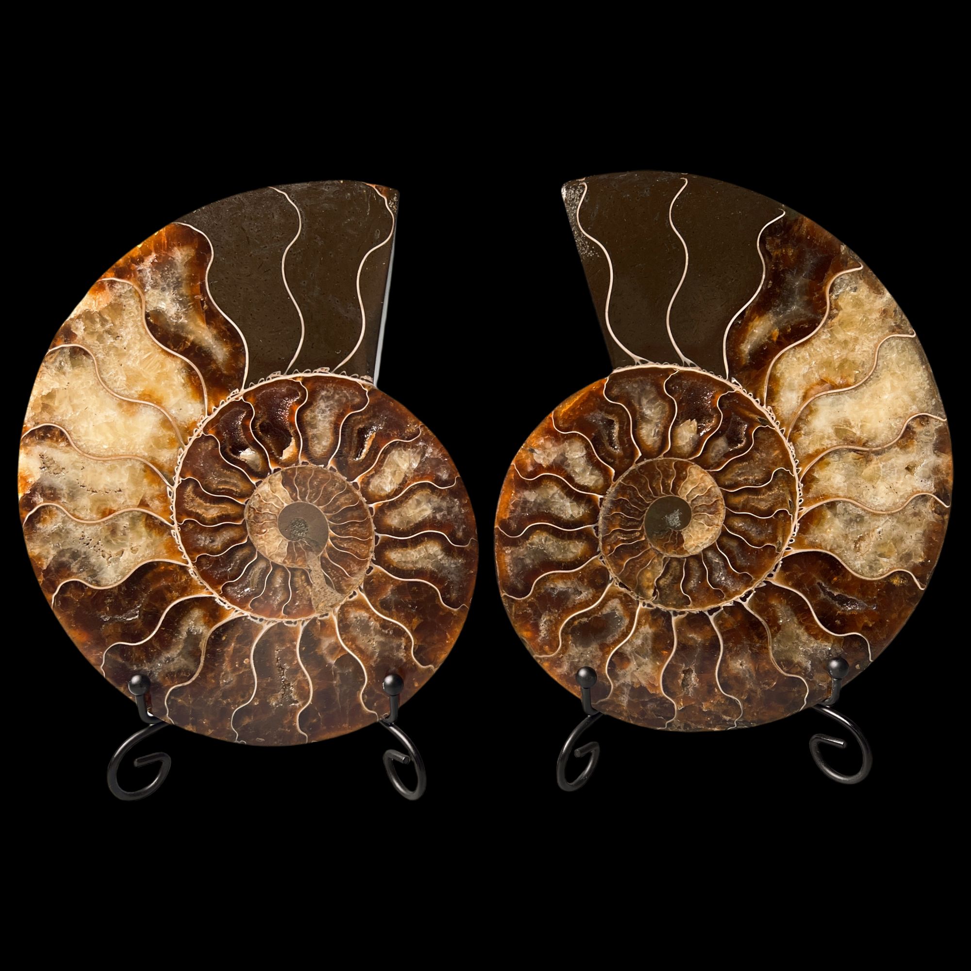 【 叶菊石（ 切片摆件 ）】尺寸164.9mm 玉化 马达加斯加 古贝壳 H1