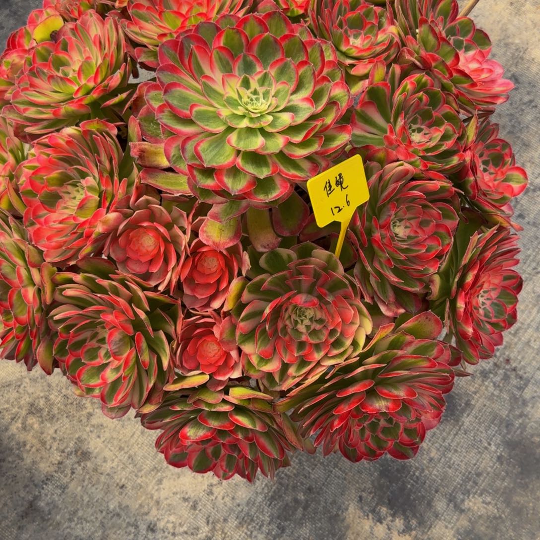 繁***锦孔雀翎888888888888