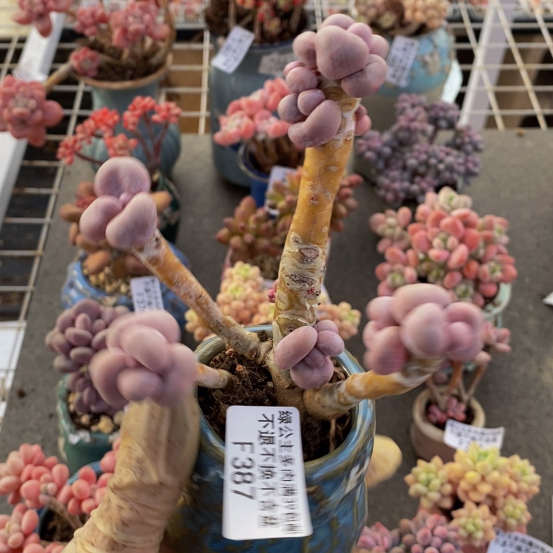 芭比奶酪387/9c m