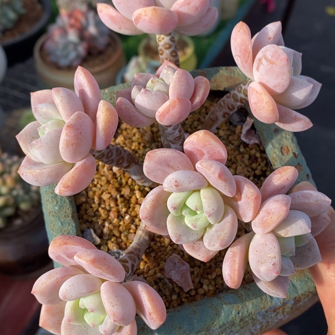 露凝香老桩特价一物一拍