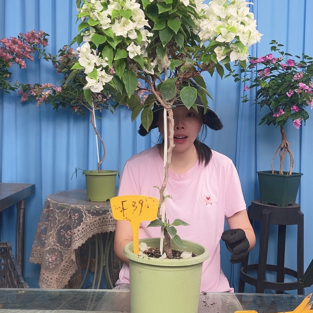 阿***康大部分开放少量花苞F39白狐狸