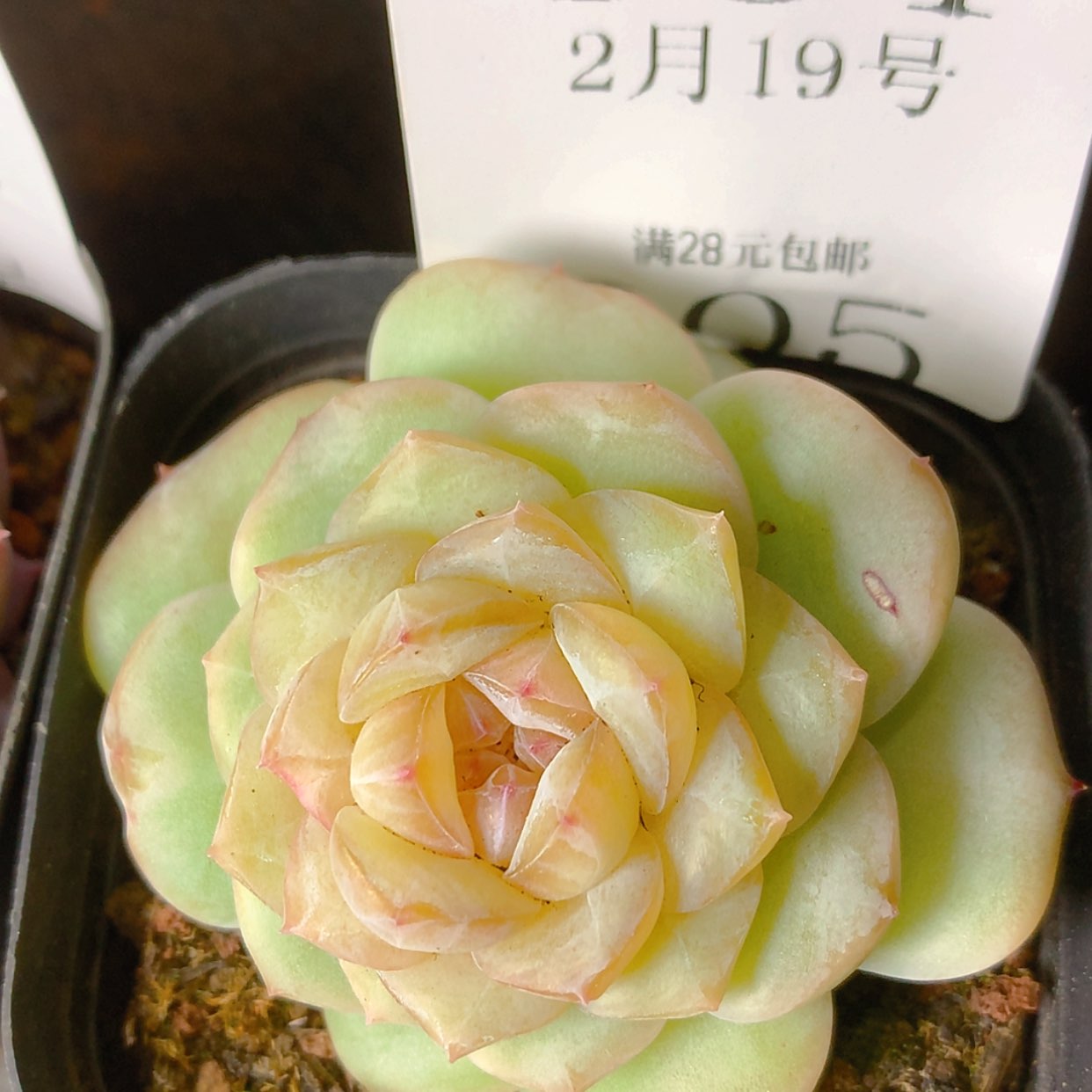 【闪购商品】云304