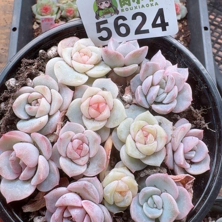 多肉植物多肉植物