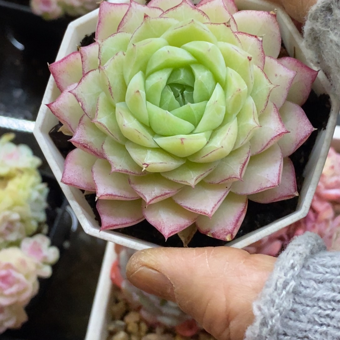 精品多肉一物．．．拍不包整368